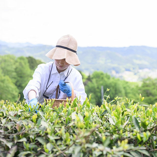 【レポート】Afternoon Tea TEA GARDEN 2026