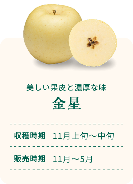 美しい果皮と濃厚な味 金星 収穫時期11月上旬～中旬 販売時期11月～5月